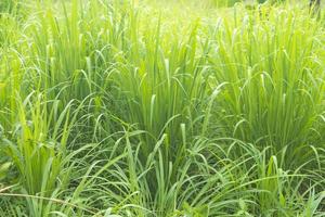 långa blad ogräs av cogon gräs färsk grön utomhus tätt kombinerat. gräs som växer naturligt på marken. foto