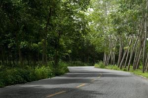 landsväg i thailand. bredvid med träd gummi. krökt vägbana. gul linje i mitten och med linje bredvid asfaltvägen. foto