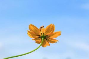 vackra gula kosmos blommor på blå himmel bakgrund i i bondens trädgård. den är planterad bredvid huset och växer naturligt vackert -bin och insekter svärmar -nektar och pollen. foto