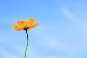 vackra gula kosmos blommor på blå himmel bakgrund i i bondens trädgård. den är planterad bredvid huset och växer naturligt vackert -bin och insekter svärmar -nektar och pollen. foto