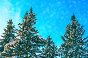 frusen vinterskog med snötäckta träd. foto