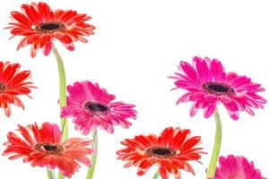 färgglada höstblommor av gerbera foto