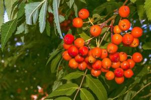 rönnbär, sorbus aucuparia, trädaska. foto