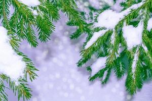 frusen vinterskog med snötäckta träd. foto