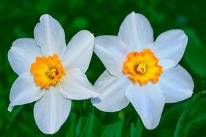 vårblommor av påskliljor. natur foto