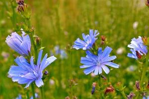 ljusa blommor cikoria. natur foto