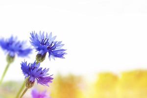 ljusa färgglada blåklint blomma knapweed, centaurea. foto