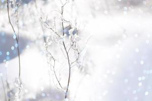 suddigt fruset gräs. vinter abstrakt bakgrund. landskap. foto