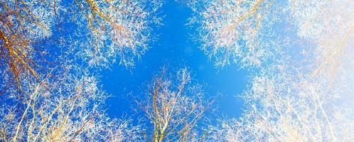 frusen vinterskog med snötäckta träd. foto