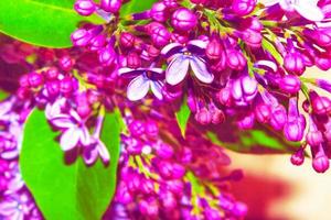 ljusa och färgglada blommor lila foto