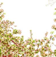 blommande gren av äpple isolerad på en vit bakgrund. foto