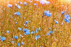 ljusa blommor cikoria. natur foto