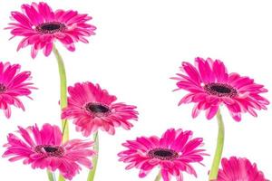 färgglada höstblommor av gerbera foto