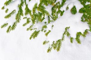 frusen vinterskog med snötäckta träd. foto