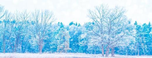 frusen vinterskog med snötäckta träd. foto