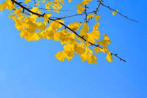 gula ginkgo biloba blad i höst på blå himmel natur bakgrund foto