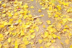suddiga, ginkgo biloba löv på marken på hösten foto