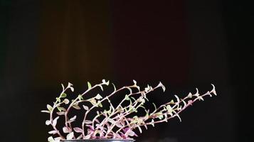 callisia repens är inrymd i en krukväxt svart stjälk som ser ut och ger den sin fräschör, med tre färger i grönt, rosa, lila. stjälkar och lutar åt sidan, mörk bakgrund men ljusa växter. foto
