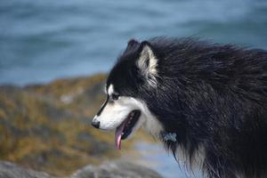 svart och vit husky hund med tjock päls foto