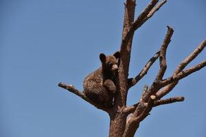 kanel svart björn unge sitter på en trädgren foto