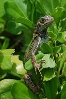 grön leguan sitter i en buske foto