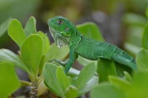 grön vanlig leguan i buskage foto