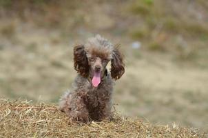 gäspande leksak pudelhund foto