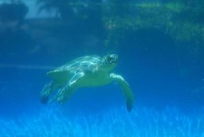 havssköldpadda som rör sig under vattnet foto