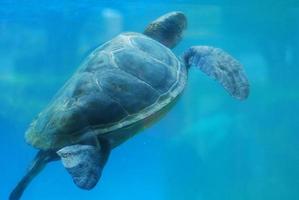 havssköldpadda simmar upp till havets yta foto