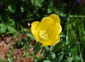 trädgård med vacker blommande gul tulpan i blom foto