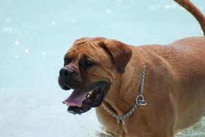 bra ansikte på en bordeaux mastiff foto