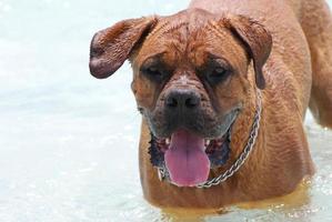 bedårande ansikte av en dogue de bordeaux foto