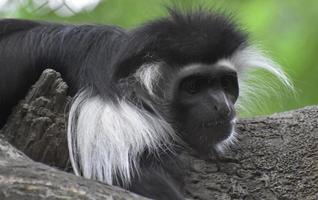 ansikte av en svart och vit colobus apa på en trädstam foto