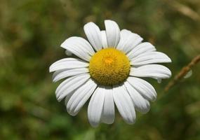 engelsk gräsmatta tusensköna blommar på en sommardag foto