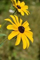 fantastisk blommande black eyed Susan flower blossom foto