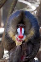 stor ansikte av en mandrill apa på nära håll foto