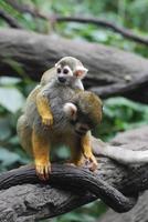 vanlig ekorre apa bebis med sin mamma foto