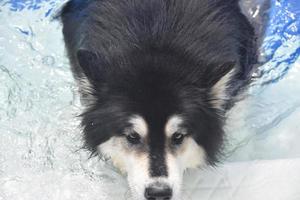 husky hund simmar i en vattenpöl foto