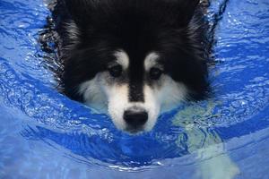 simning och paddling husky hund i en pool foto