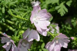 vacker trädgård med rosa blommande pelargoner foto