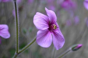 lila pelargonblomma blomma blomning foto