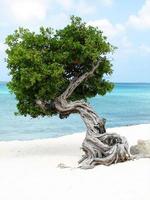 vackert divi divi-träd på aruba foto
