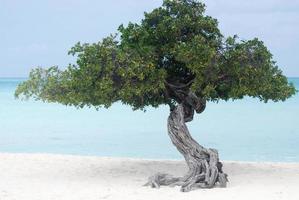 divi divi träd på vit sandstrand foto
