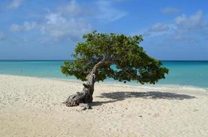 vackra divi divi träd på eagle beach foto