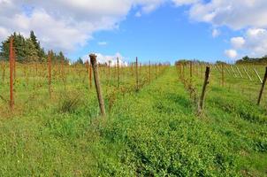italienska vingårdar i Toscana foto