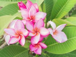 rosa plumeria blomma och gröna blad foto