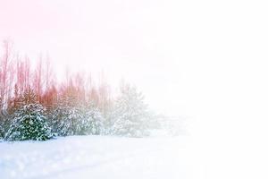 frusen vinterskog med snötäckta träd. foto