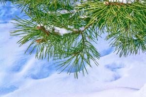 frusen vinterskog med snötäckta träd. foto