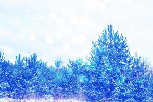 frusen vinterskog med snötäckta träd. foto