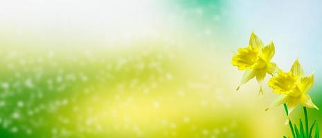 vårblommor av påskliljor. foto